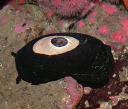 Giant Keyhole Limpet