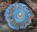 Sea Anenome