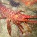 Thumbnail image for State Appeals Court exonerates OB lobster poacher after questionable traffic stop