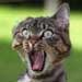 Thumbnail image for Catfight At The School Board Despite Gov. Brown’s Funding Pledge