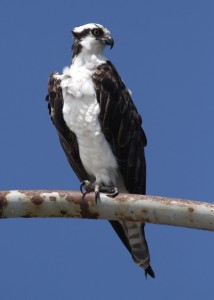 Male osprey on Sunset Cliffs Bridge