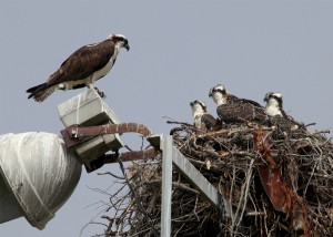 Osprey female with three chicks
