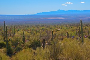Post image for I Call on You –  Oh, Mighty Sonoran