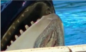 Orca injured