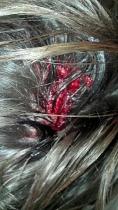 Ross Pippen wound