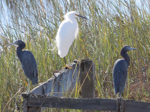 PB Marshs mp egret n herons