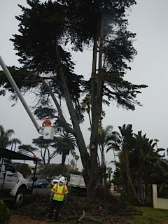 OB Cypress kb 06