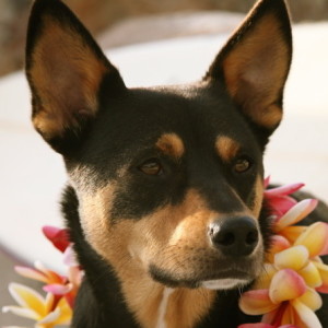 Post image for Local Dog Holds World Record for Surfing in Guinness Book of Records
