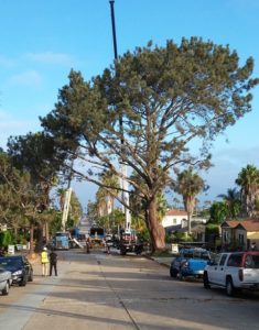 OB Torrey Cut before