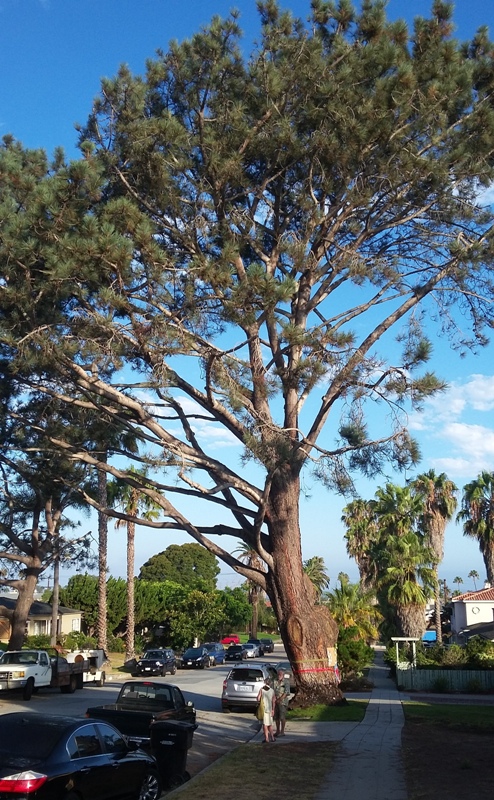 OB Torrey Hope 81516