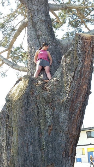 OB Torrey protest 80416 in tree good