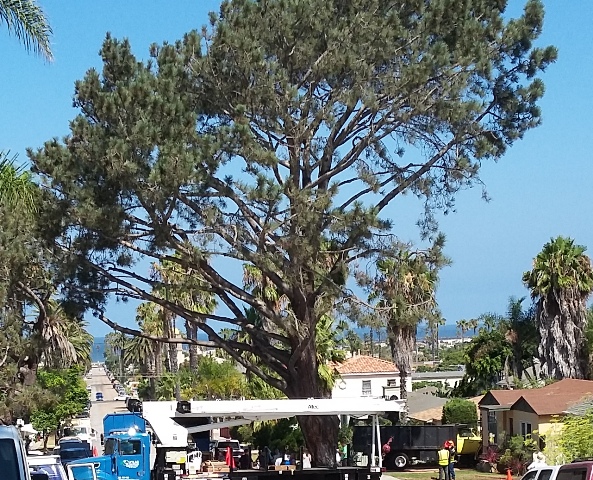 OB Torrey protest ed goodtree dist